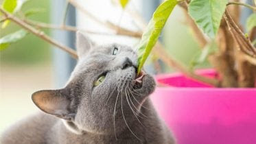 Cat Eating Leaf
