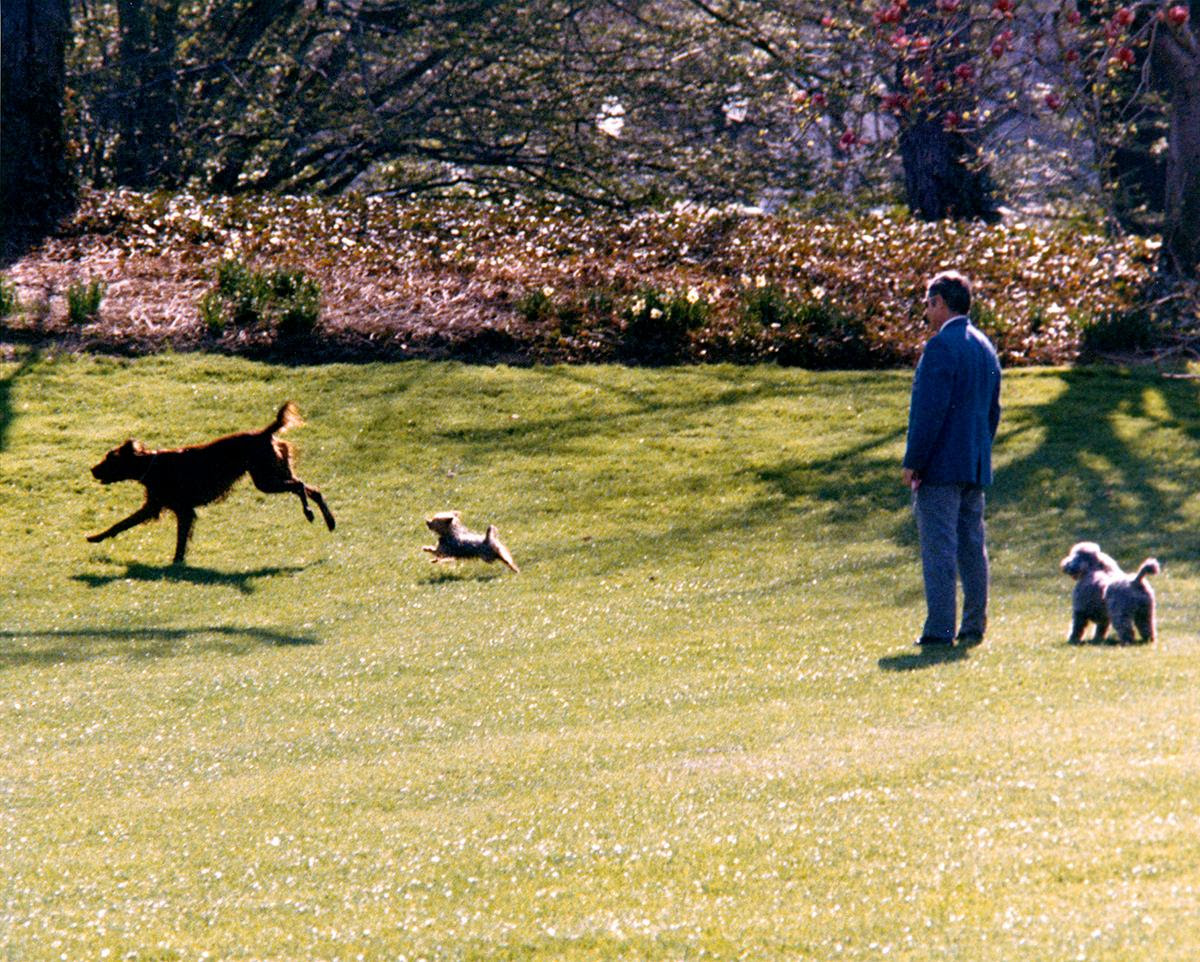 Nixon dogs running.jpg