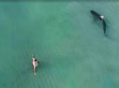 Drone filma tubarão a cercar banhistas em praia