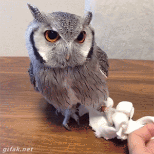 Image result for MAKE GIFS MOTION IMAGES OF SILLY OWLS