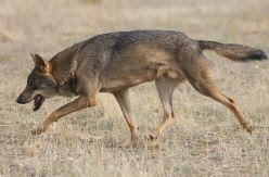 La Justicia decide si una montería de jabalíes se convirtió en caza furtiva de lobos en plena zona de protección legal