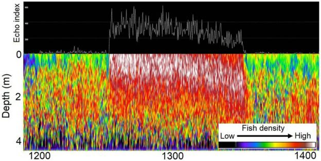 Spectrogram visualising audible changes when fish are feeding