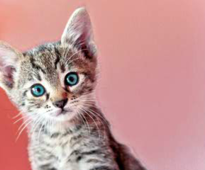 photo of a kitten