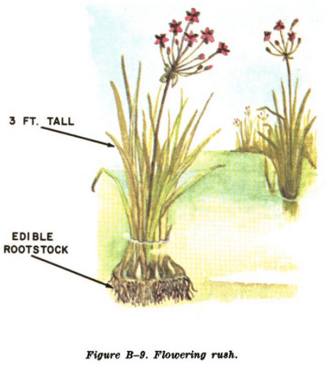 flowering rush illustration edible plants