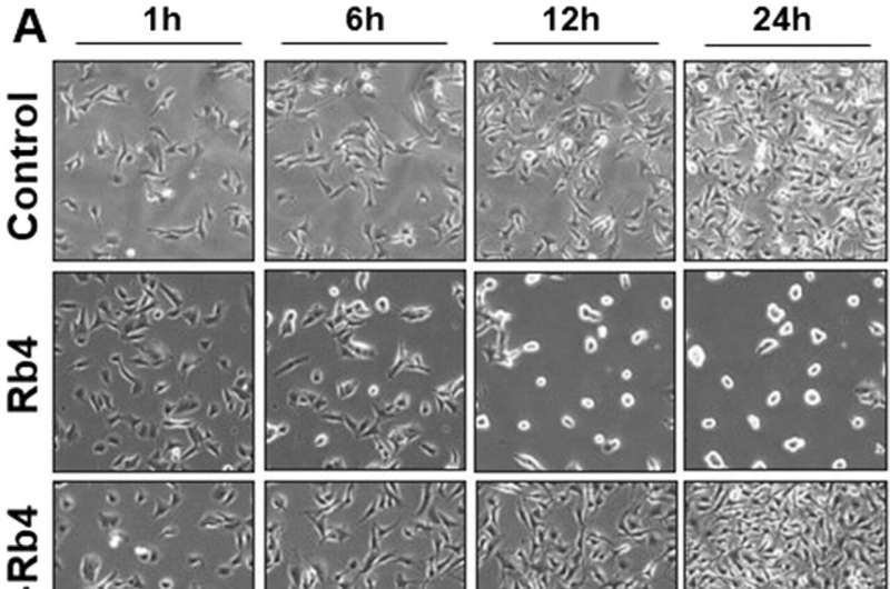 Peptide delays melanoma growth in animal trials