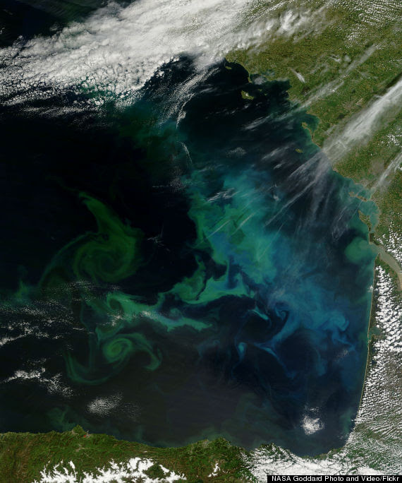 phytoplankton bloom in the bay of biscay