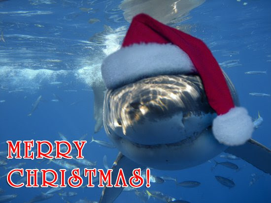 shark wearing a santa hat
