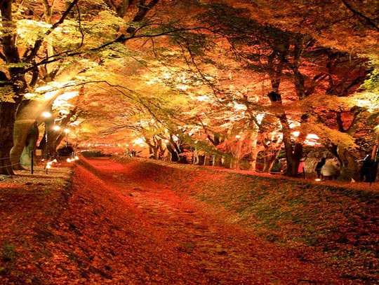 Những đường cây mùa thu đẹp nhất thế giới - Ảnh 8.