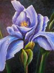 Iris - Posted on Thursday, March 26, 2015 by Terri Nicholson