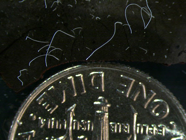 The filaments of <i>Ca. Thiomargarita magnifica</i> are pictured next to a coin