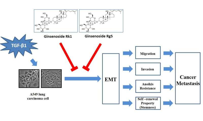 A new effect of red ginseng: suppression of lung cancer metastasis