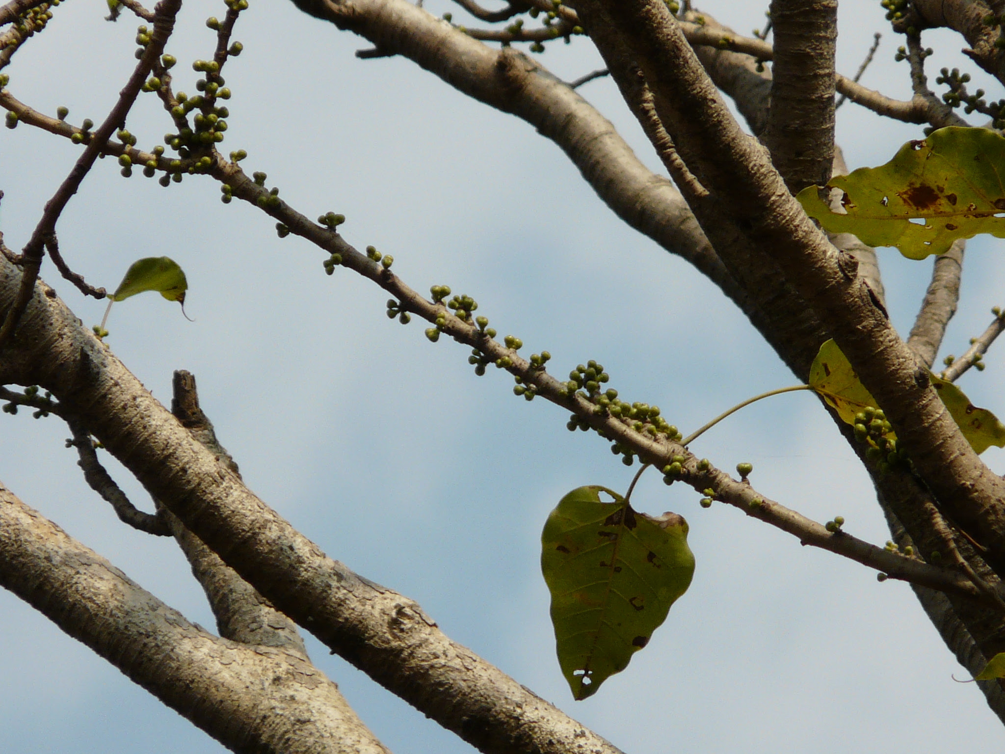 Ficus arnottiana (Miq.) Miq.