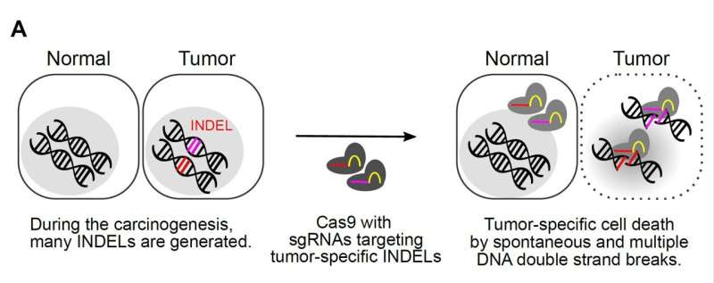 Scientists develop a new platform technology for personalized cancer therapy