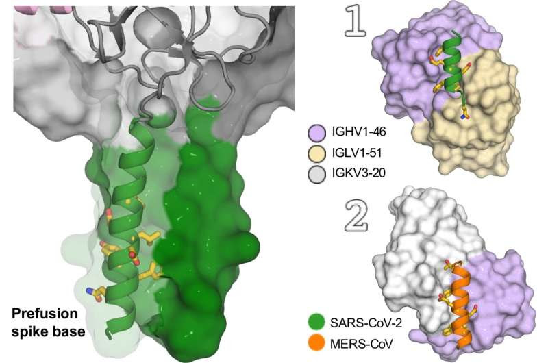 Scientists find human antibodies that can block multiple coronaviruses including SARS-CoV-2