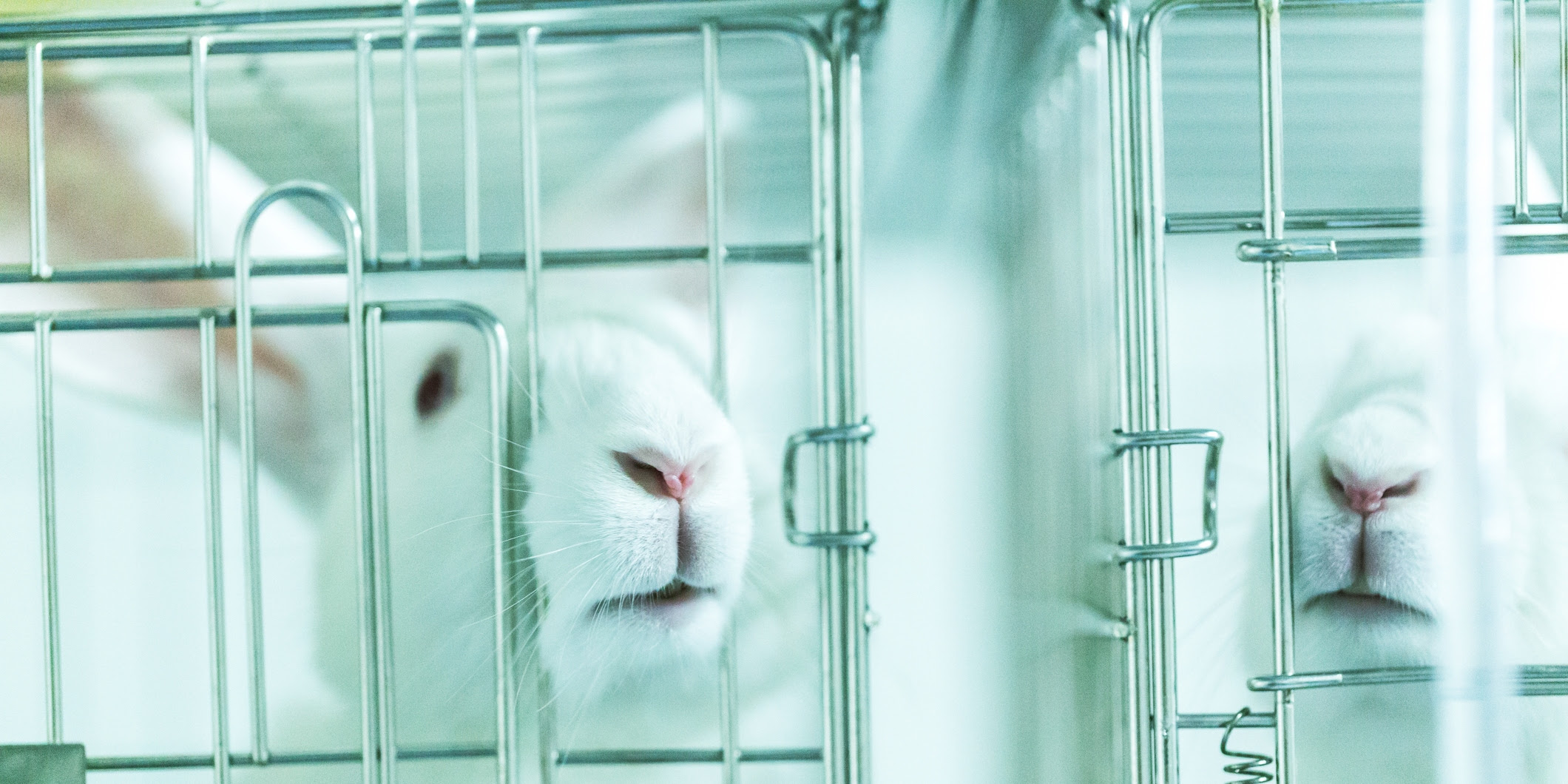 Two rabbits pushing their noses through the bars of their cages.