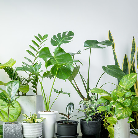 TIPS - June - 20 Best Air Purifying Plants For Your Home 