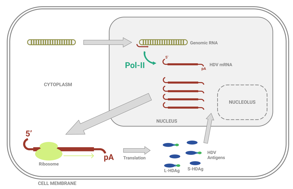 HDV mRNA Synthesis