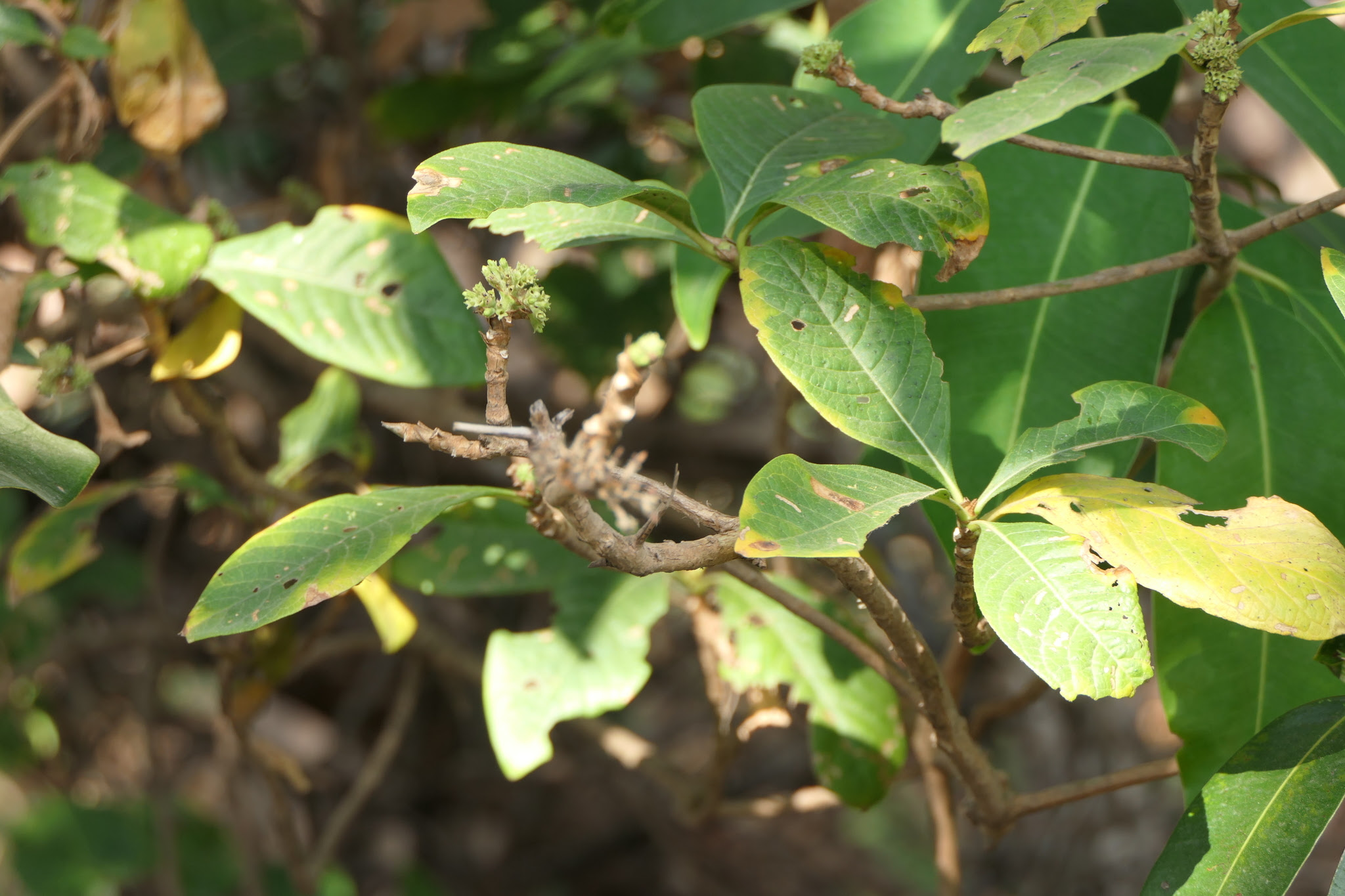 Pavetta crassicaulis Bremek.