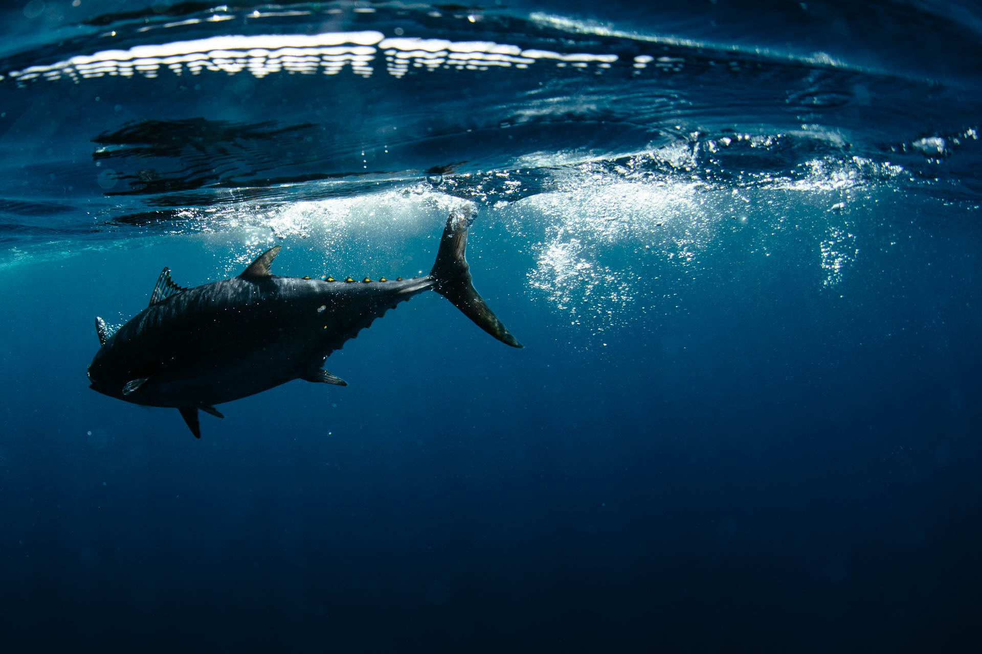 TRM tuna TRM tuna