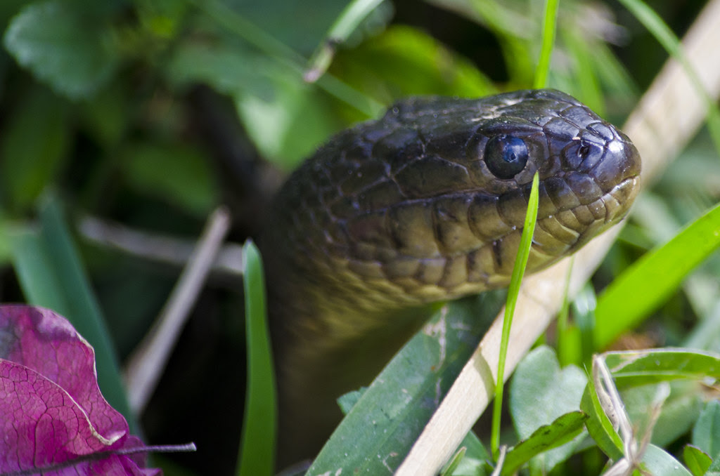 Everglades Snake Florida Everglades Snake chuck624 Flickr