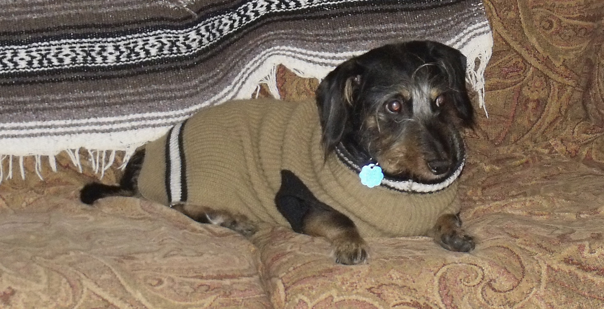 dog wearing sweater