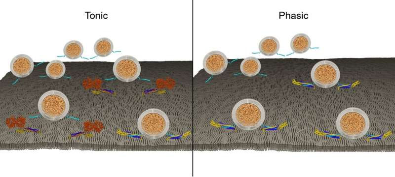 Study reveals a protein's key contribution to heterogeneity of neurons