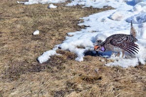 A sharp-tailed grouse decoy is shown.
