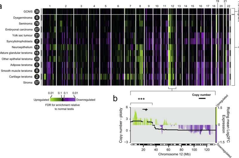 Origins of germ cell tumours suggest possible opportunities for future treatment