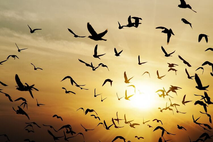 La isla de Boná es un pequeño montículo rocoso, de un alto valor en cuanto a vida silvestre y diversidad de especies marinas. Es amenazado por su ubicación en el océano, y por este motivo fue convertido en área protegida (Shutterstock)