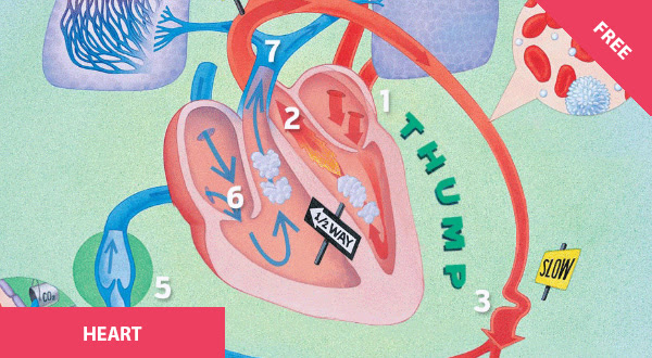 


How the Heart Works