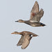 Krakeend - Gadwall por Wim Boon Fotografie