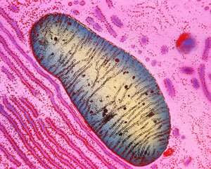 Probe detects the destruction of defective mitochondria