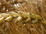 Con il caro energia produrre grano costa agli agricoltori 400 euro in più ad ettaro