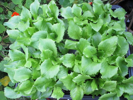 Healthy looking 'Jack Ice' lettuce seedlings to be planted in the next few days