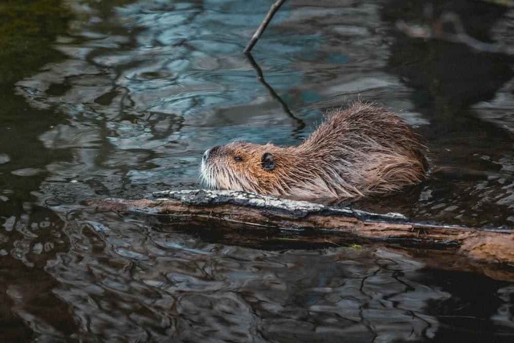 animal marron et blanc dans l'eau