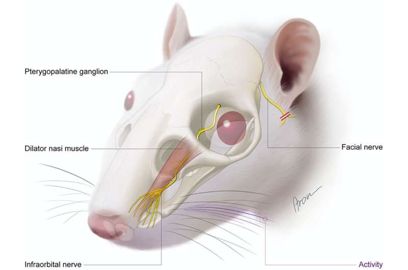 Previously unknown ability of the autonomic nervous system discovered