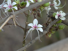 Bhandira (Marathi: भंडीरा)