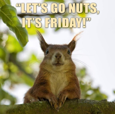 Friday-Squirrel-Nuts