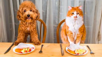 Dieta BARF para perros y gatos: pros y contras para tu mascota