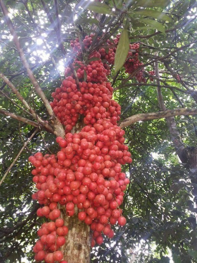 Mãn nhãn với những vườn cây cho ra trái trĩu trịt tưởng chỉ có trong mơ - Ảnh 29.