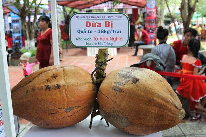 dừa bị