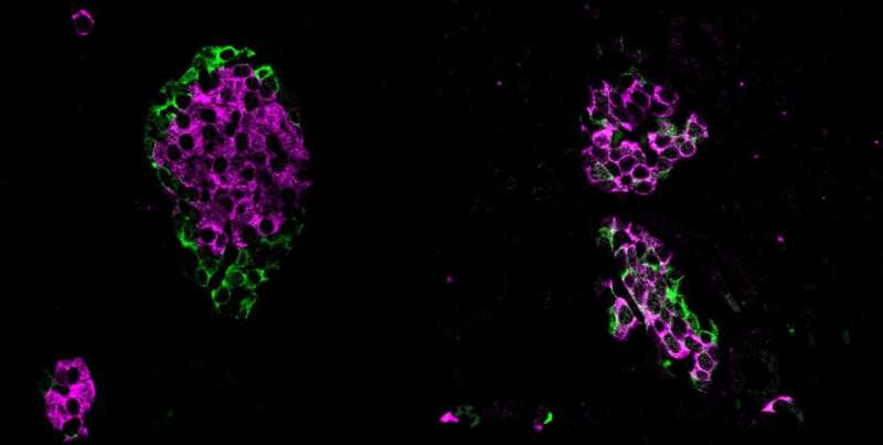 'Tiny but mighty' gene fragments are crucial for maintaining blood glucose levels