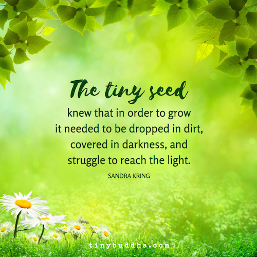 The-tiny-seed