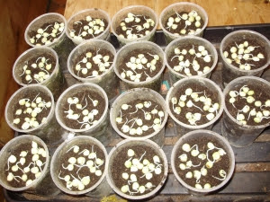 Sprouted 'Oregon Sugar Pod' mangetout being sown for pea shoots and later pods - 31.1.12