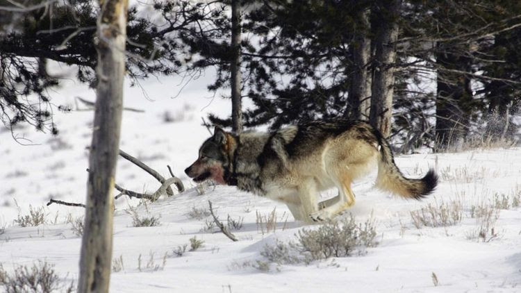 Un loup gris aperçu dans le parc national de Yellowstone, en février 2006.