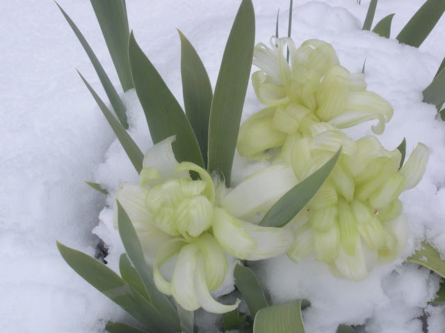 Posted Image
