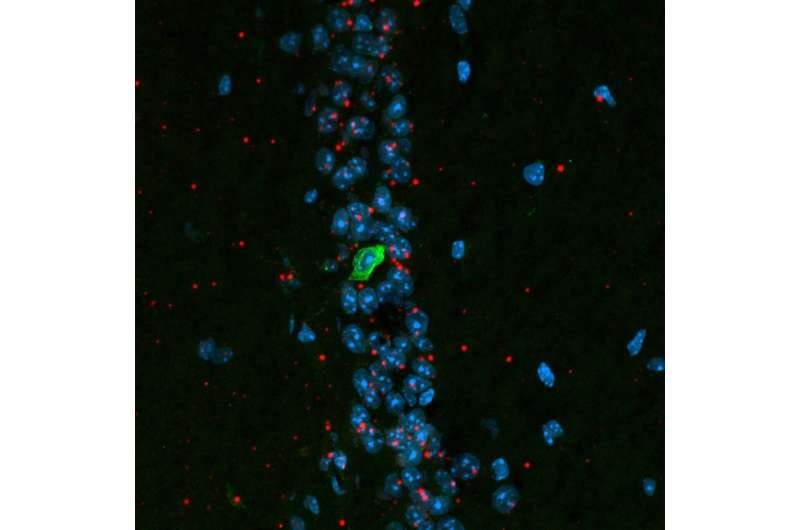 Long-suspected turbocharger for memory found in brain cells of mice