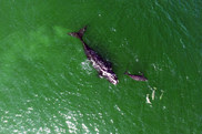 whale week message