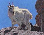 Mountain Goat - Posted on Sunday, March 8, 2015 by Donald Curran