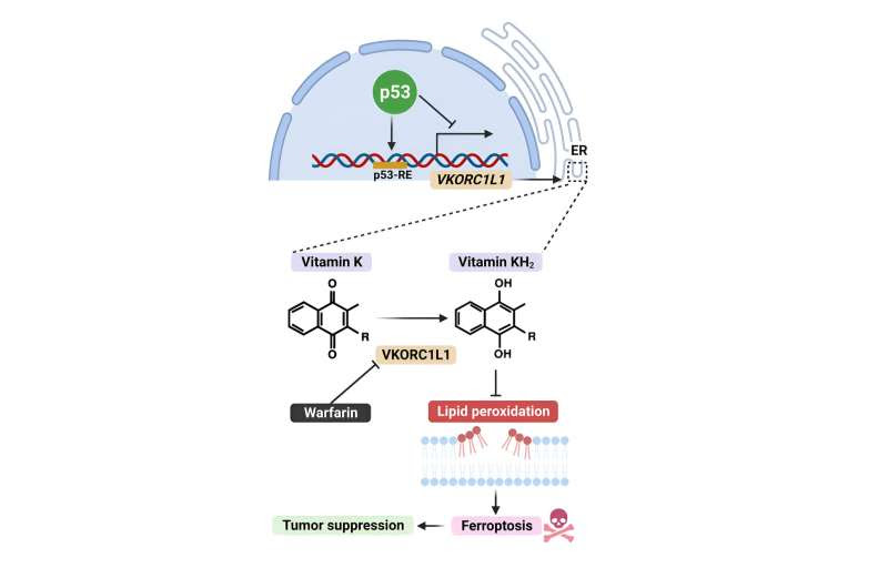 Common blood thinner may double as cancer therapy